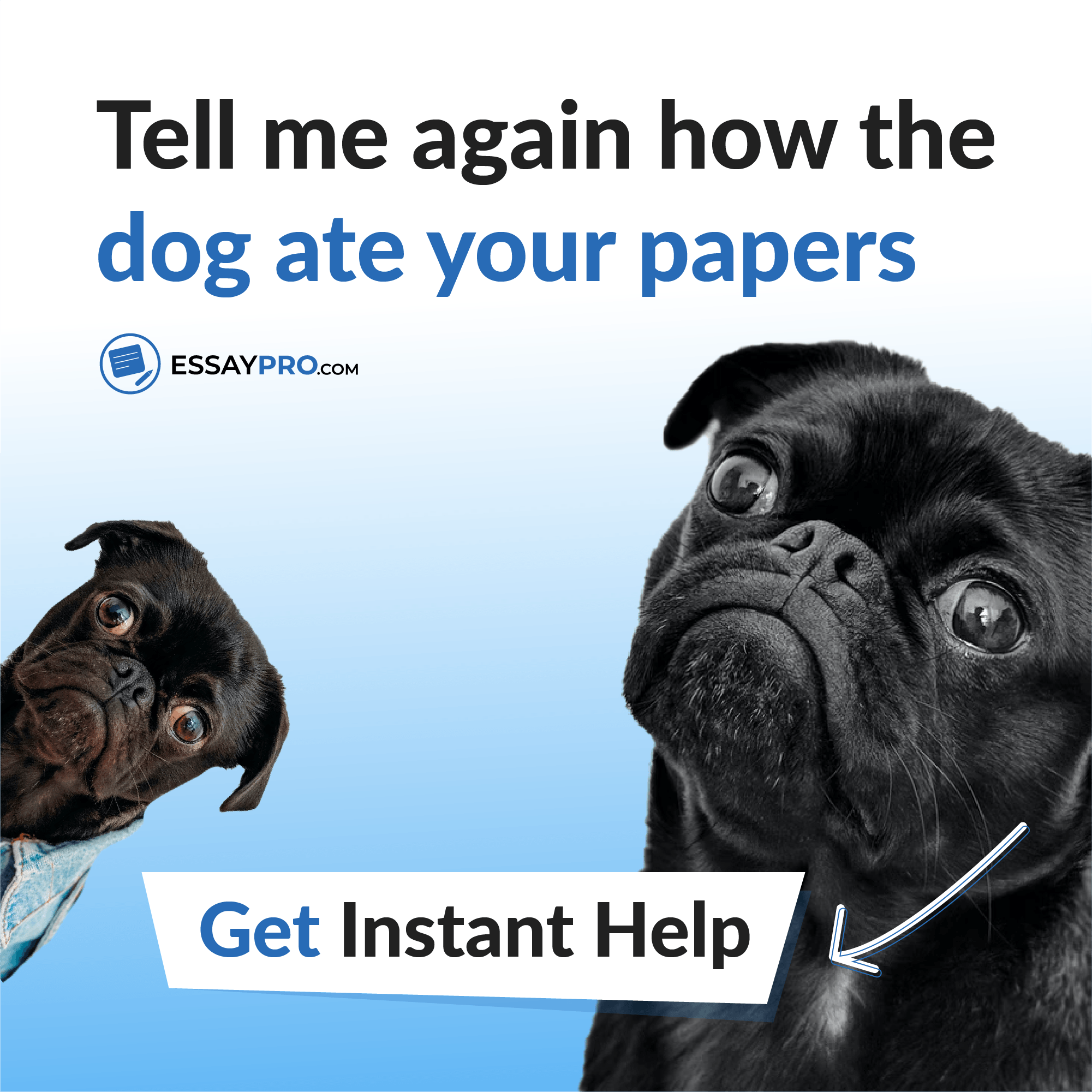dogs ate homework